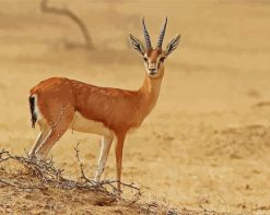 Deer In Desert paint by numbers