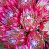 Pink Proteas Plants paint by numbers