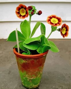 Potted Primrose Auriculas paint by numbers