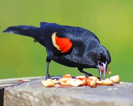 Red Winged Blackbird paint by numbers