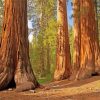 The Redwood Forest paint by numbers