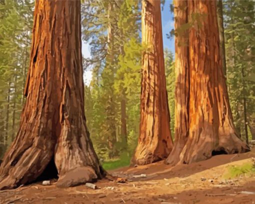 The Redwood Forest paint by numbers