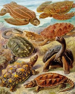 Turtles Animals Ernst Haeckel paint by number