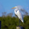 White Herron paint by numbers