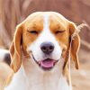 American Foxhound Smiling paint by numbers