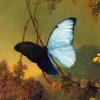 Blue Morpho Butterfly Martin Johnson paint by numbers