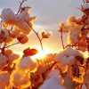 Cotton Field With Sunset paint by numbers