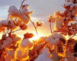 Cotton Field With Sunset paint by numbers