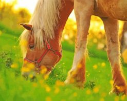 Light Brown Horse paint by numbers