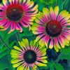 Aesthetic Echinacea paint by numbers