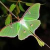 Beautiful Luna Moth paint by numbers