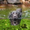 Black Dog In Water paint by numbers