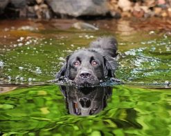 Black Dog In Water paint by numbers