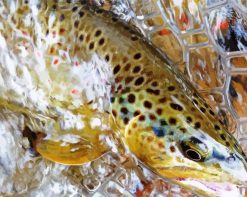 Brown Trout Sish In Water paint by numbers