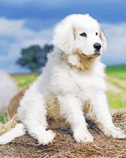 Cute Great Pyrenees paint by numbers