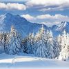 Snowy White Pine Trees paint by numbers