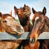 Aesthetic Farm Horses paint by numbers