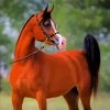 Brown Arabian Horse paint by numbers