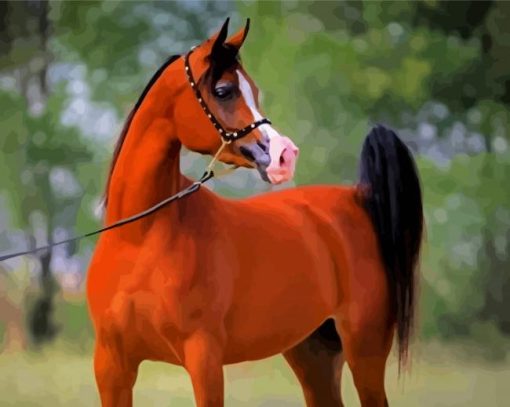 Brown Arabian Horse paint by numbers