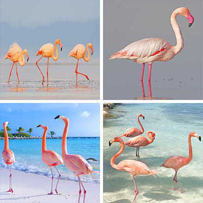 Flamingo painting by numbers