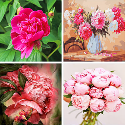 Peonies painting by numbers