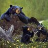 Black Bear And Cubs paint by numbers