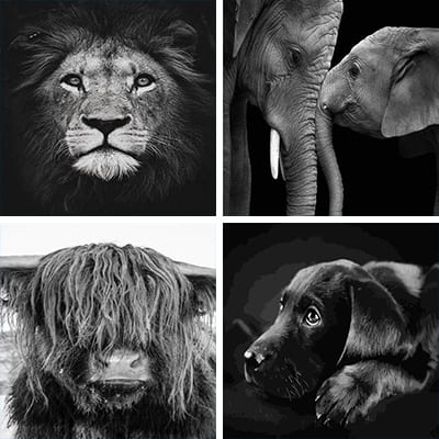 black and white animals painting by numbers