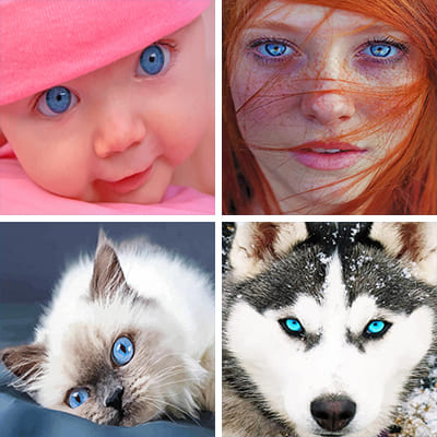 blue eyes painting by numbers