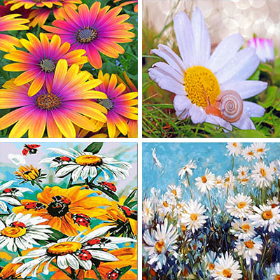 daisy painting by numbers