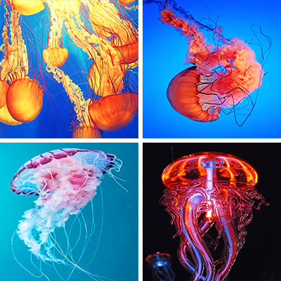 jellyfishes painting by numbers