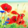 Red Poppies And Blue Cornflowers paint by numbers