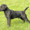 Black Patterdale Terrier paint by numbers