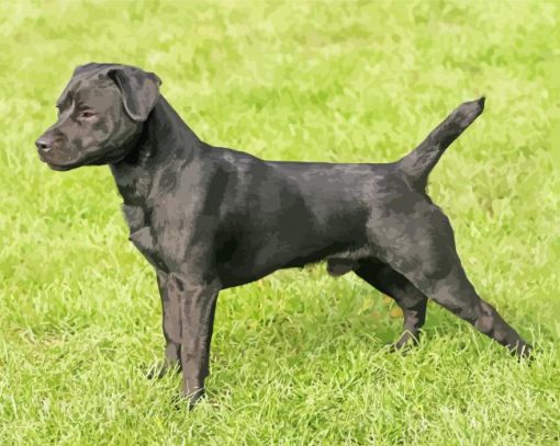 Black Patterdale Terrier paint by numbers