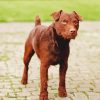 Brown Patterdale Terrier paint by numbers