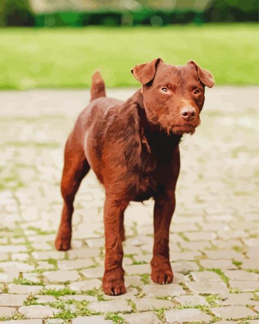 Brown Patterdale Terrier paint by numbers