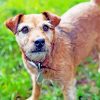 Cute Patterdale Terrier