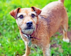 Cute Patterdale Terrier