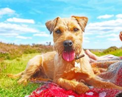 Cute Patterdale Terrier Puppy paint by numbers