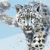 Snow Leopard paint by numbers