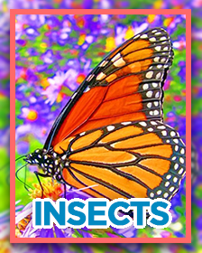 Insects