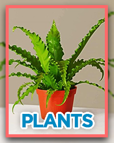 Plants