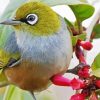 Waxeye Bird Paint By Numbers