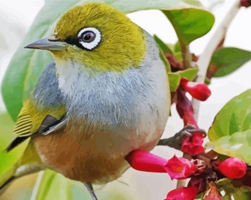 Waxeye Bird Paint By Numbers