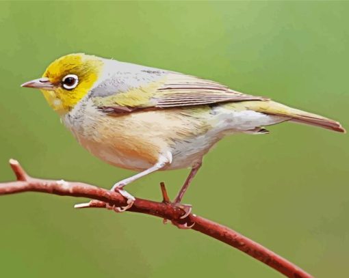 Waxeye Paint By Numbers