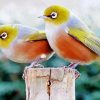 Waxeye Birds Paint By Numbers