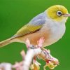 Waxeye Bird Paint By Numbers